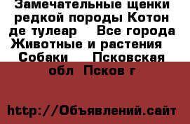 Замечательные щенки редкой породы Котон де тулеар  - Все города Животные и растения » Собаки   . Псковская обл.,Псков г.